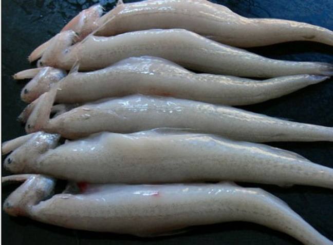 黑心商家添加甲醛讓蝦蟲孱“保鮮”？