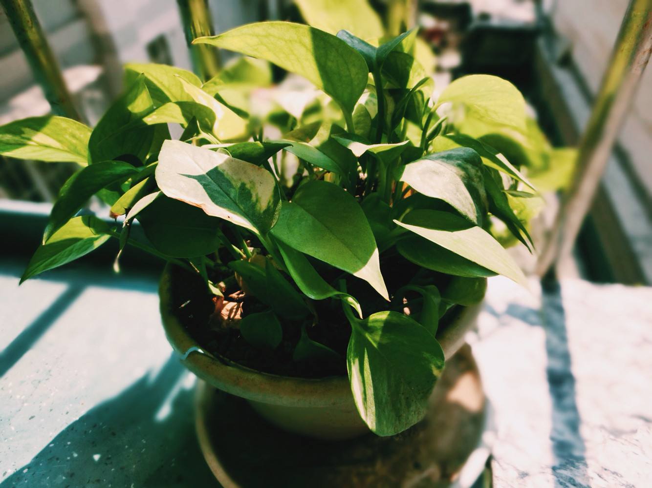 植物能治理甲醛嗎?科學使用植物很重要 植物能治理甲醛嗎?科學使用植物很重要