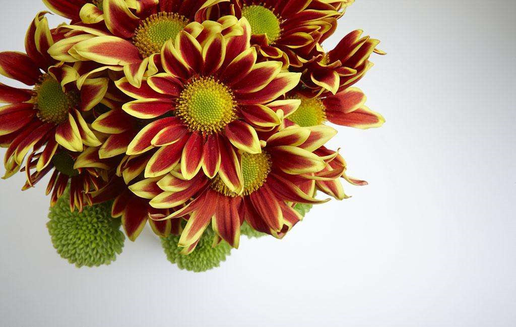 植物可以去甲醛嗎?甲醛治理原理是什么 植物可以去甲醛嗎?甲醛治理原理是什么