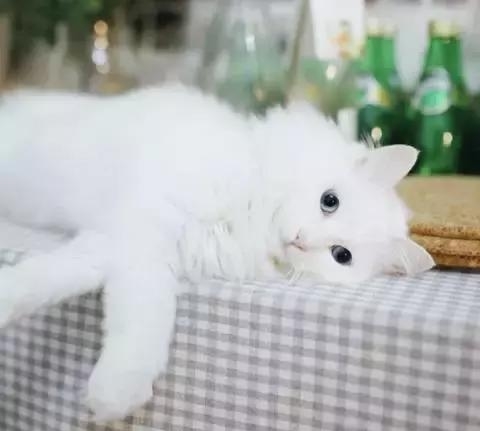 21天3000元重裝出租屋 除甲醛莫忘記！