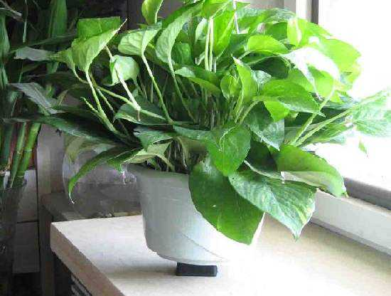 去除甲醛的***方法到底是什么？