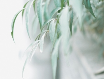 清明 | 安然一生,歲月清明