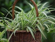 綠色植物大作戰(zhàn),顏值最高的凈化空氣方法