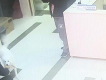 有問題找警察,薩摩耶派出所報案,不注意這件事,對狗狗致命,警察蜀黍卻幫不上忙!