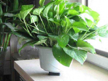 這些真的是除甲醛最有效的方法嗎？