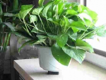 4個信號說明家里要除甲醛了,你發現了嗎