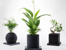 怎么除甲醛靠得牢?竹炭、植物成最大“騙局”