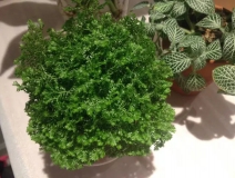 這幾種植物擺家中,空氣清新一整年!