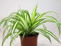 去除甲醛的綠植有哪些?你家里有嗎？