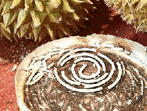 成分中有甲醛蚊香立馬變毒香,甚至還會(huì)致癌……