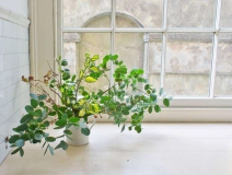 長春藤可吸收甲醛，蘆薈在晚上可吸收二氧化碳進行治理