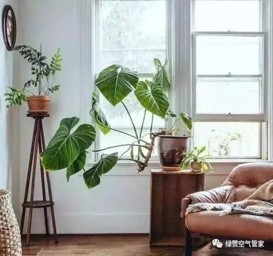 植物 植物