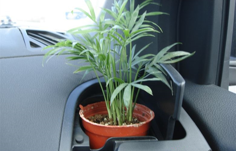 哭笑不得！這三個誤解居然讓車內甲醛超標嚴重！